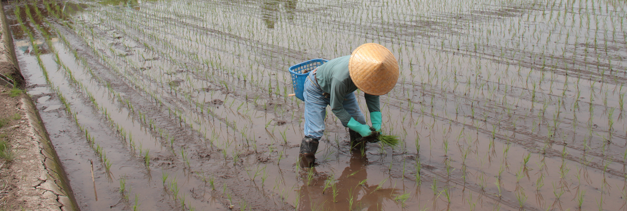 GUIDE OVERVIEW TO INHERITANCE FARMING OR HOW TO MAKE THE intelligence overview